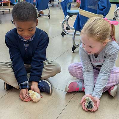 students with chickens in the classroom