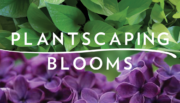 Plantscaping and Bloom